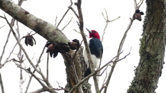 Melanerpes erythrocephalus