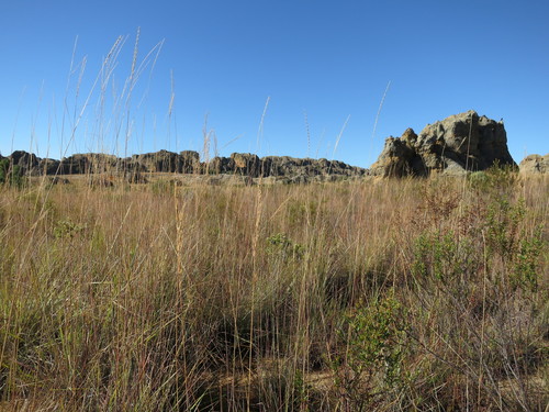 Trachypogon spicatus