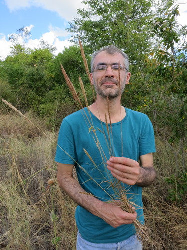 Spade Grass (Leptocarydion vulpiastrum)