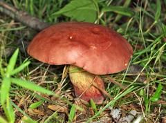 Boletus miniatopallescens