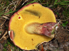 Boletus miniatopallescens