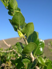 Withania frutescens