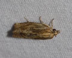 Eucosma radiatana