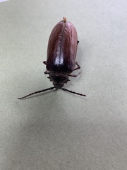 Prionus californicus