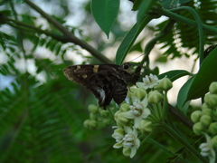 Codatractus bryaxis