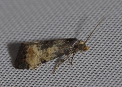 Neocochylis dubitana