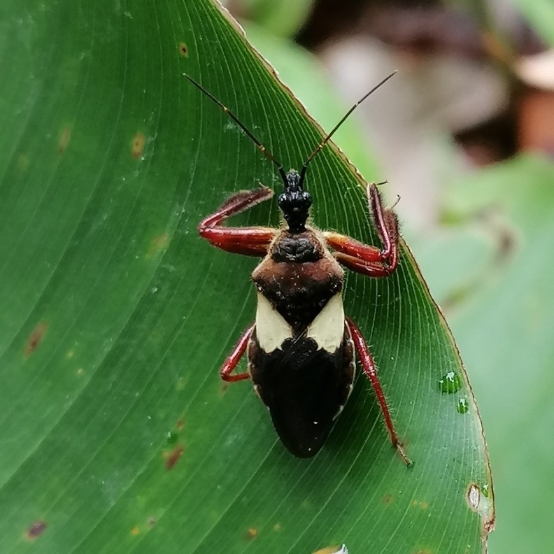Apiomerus luctuosus