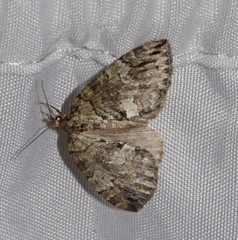 Hydriomena renunciata
