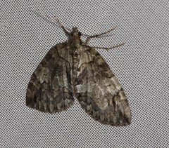 Hydriomena renunciata
