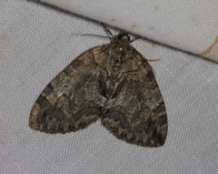 Hydriomena renunciata