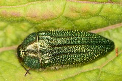 Acmaeodera resplendens