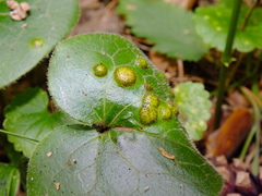 Puccinia asarina
