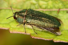 Acmaeodera resplendens