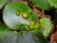 Puccinia asarina
