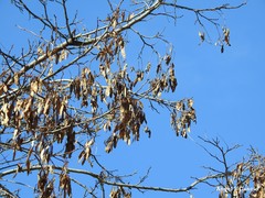 Robinia pseudoacacia