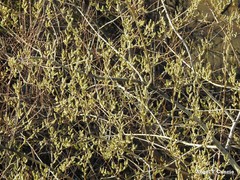 Salix atrocinerea