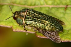 Acmaeodera resplendens