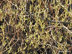 Salix atrocinerea