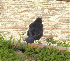 Turdus merula
