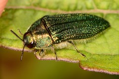 Acmaeodera resplendens