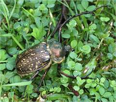 Cheirotonus peracanus