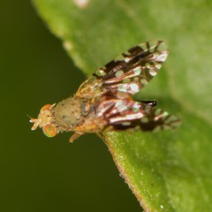 Euaresta bellula