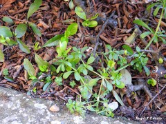 Galium aparine