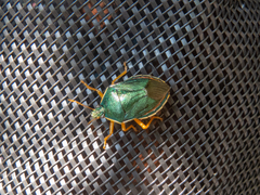 Tynacantha marginata