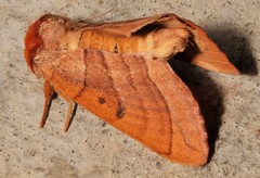 Datana major