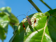 Anisoscelis marginellus