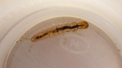 Polycentropus