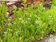 Capsella bursa-pastoris