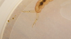 Polycentropus