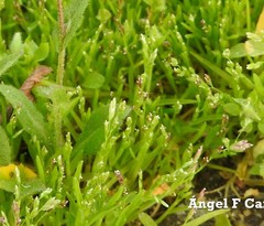 Poa annua