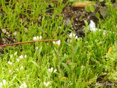Capsella bursa-pastoris