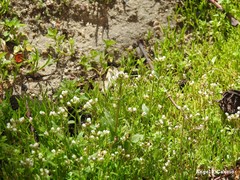 Capsella bursa-pastoris