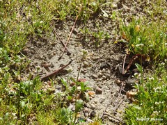 Capsella bursa-pastoris