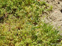 Capsella bursa-pastoris