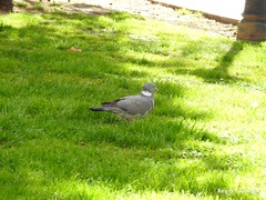 Columba palumbus