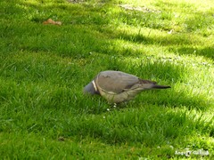 Columba palumbus