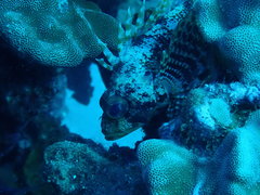 Dendrochirus barberi