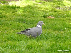 Columba palumbus