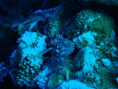 Sebastapistes ballieui