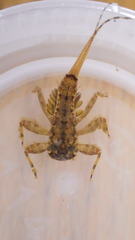 Maccaffertium modestum