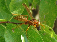 Polistes apachus texanus