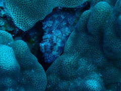 Sebastapistes ballieui