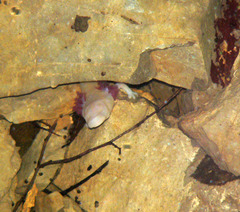 Proteus anguinus anguinus