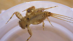 Maccaffertium modestum