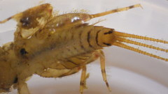 Maccaffertium modestum