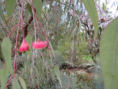 Eucalyptus caesia